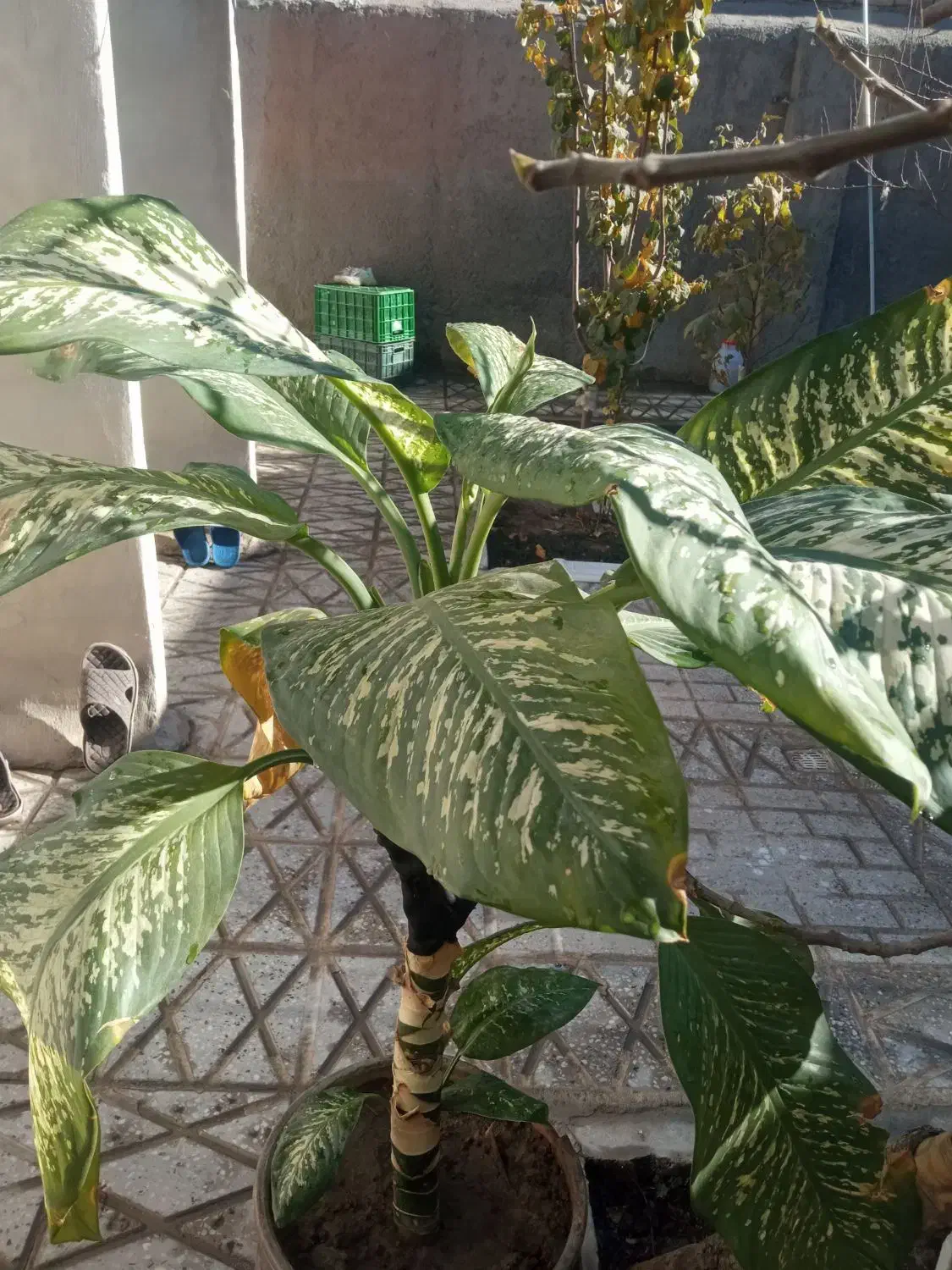 گلدان شاداب|گل و گیاه طبیعی|چناران, |دیوار