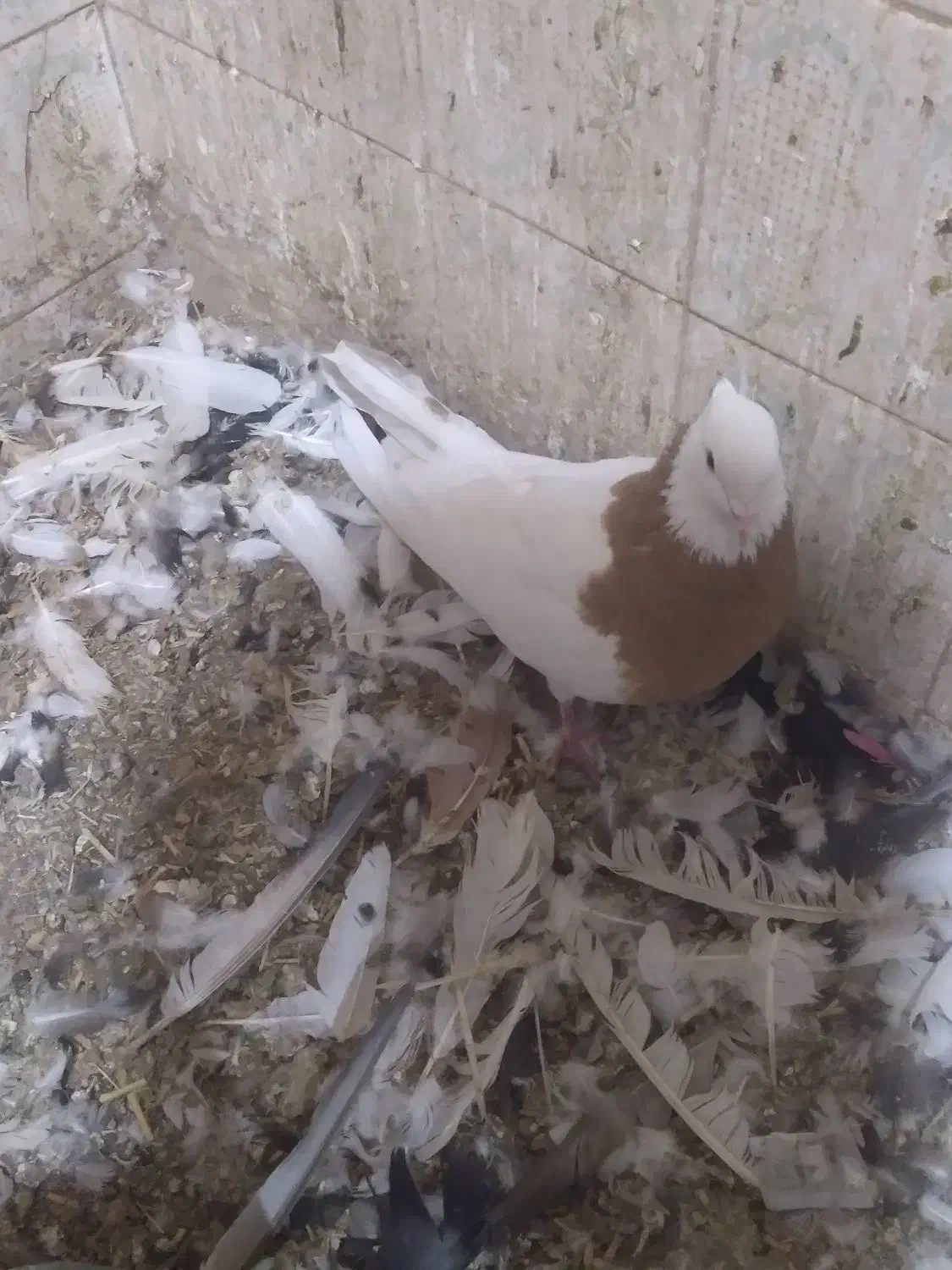 طوقی|پرنده|قم, مهدیه|دیوار