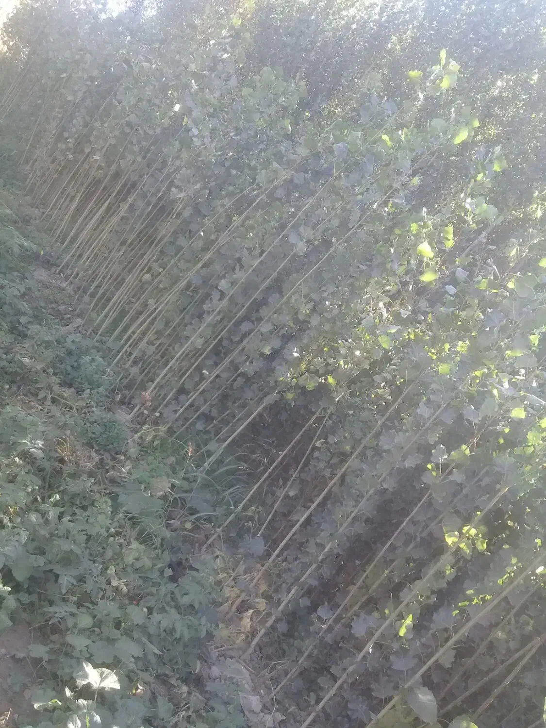 فروش نهال صنوبر|گل و گیاه طبیعی|مشگین شهر, |دیوار