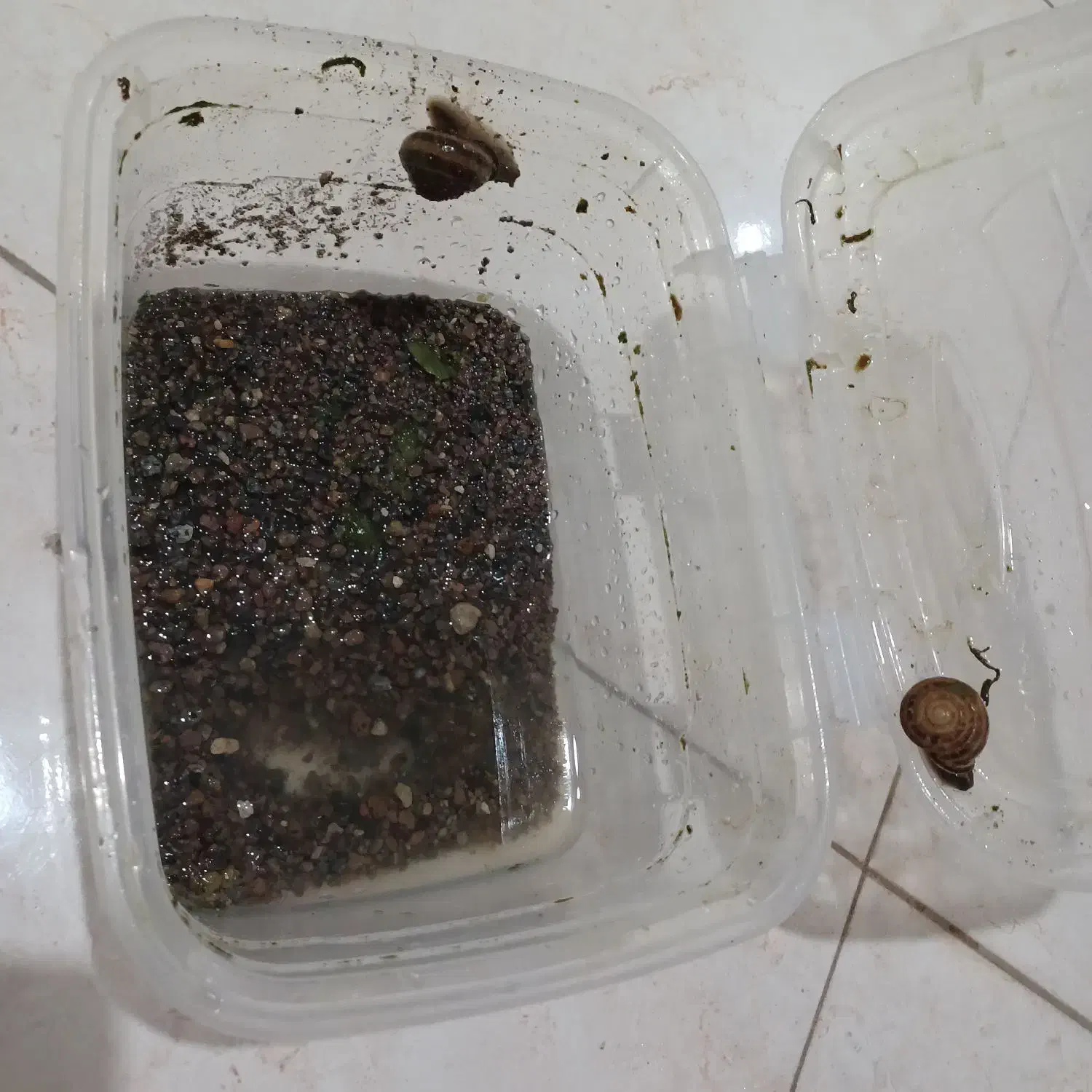 دوتا حلزون نر و ماده تخم گذار|خزنده|اردبیل, |دیوار