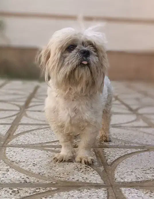 واگذاری سگ پا کوتاه مالتیز پشمالو و باهوش|سگ|تایباد, |دیوار