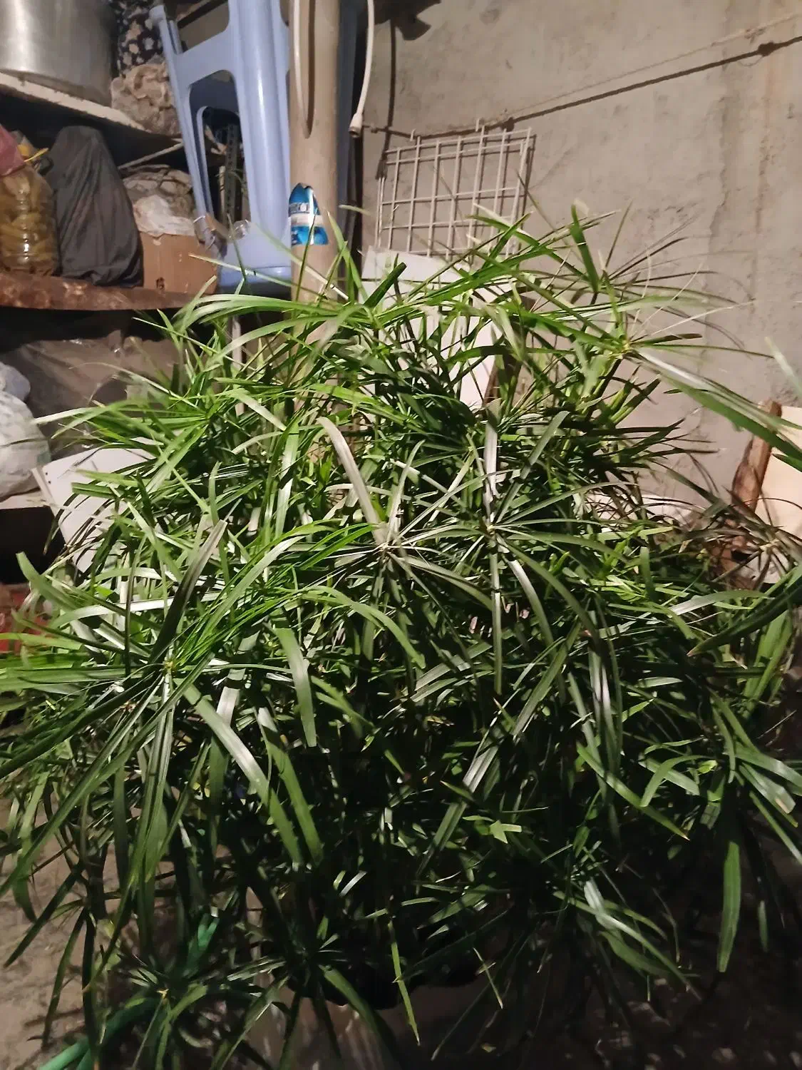 گل نخل سر حال|گل و گیاه طبیعی|سنندج, |دیوار