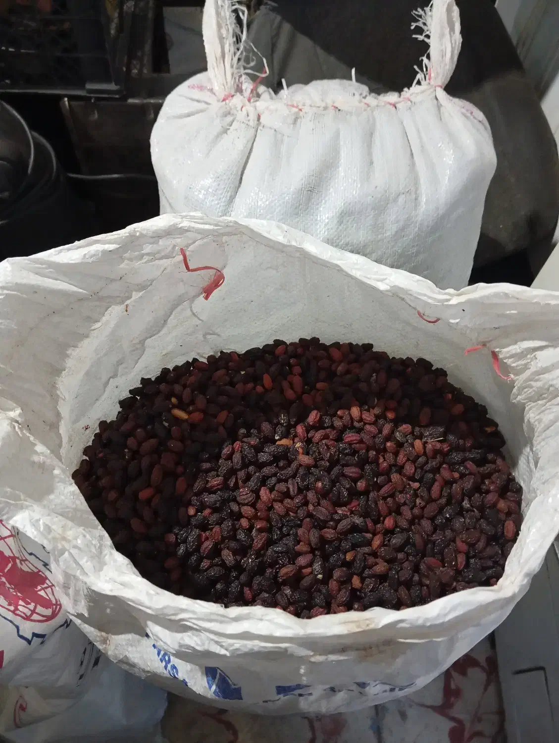 زغال اخته الموت قزوین|خوردنی و آشامیدنی|رودسر, |دیوار