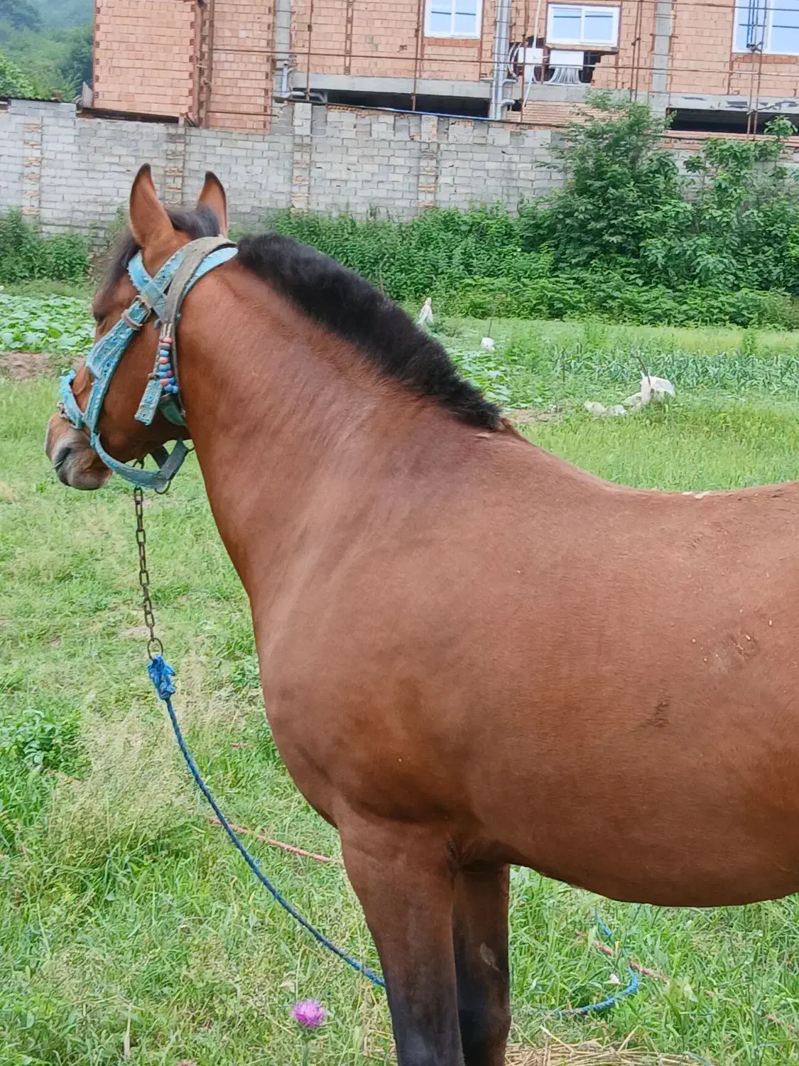 نریان شش سال|اسب و تجهیزات اسب‌سواری|گرگان, |دیوار