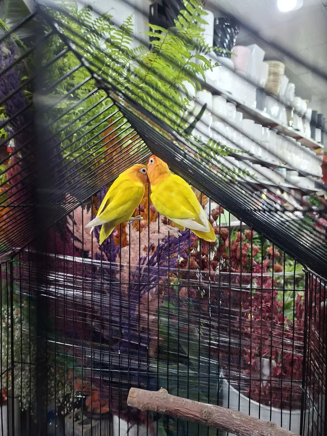 طوطی برزیلی پابلو و فیشر طلایی|پرنده|اسلامشهر, شهرک قائمیه|دیوار