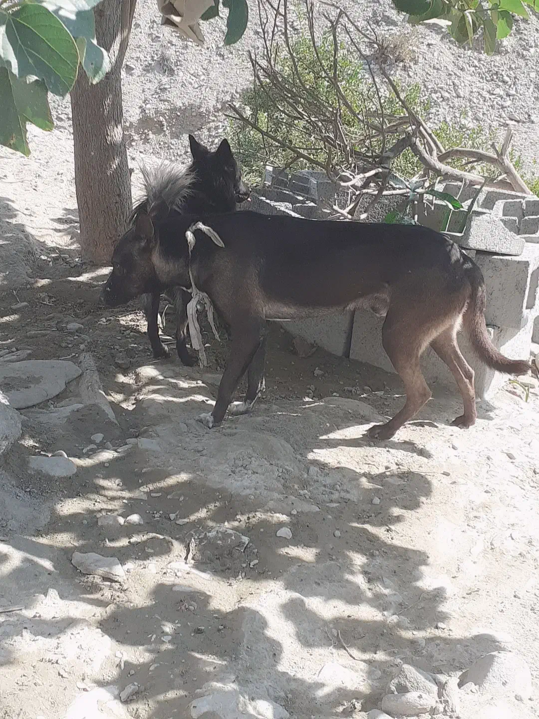 سگ مالینویز|سگ|میناب, |دیوار