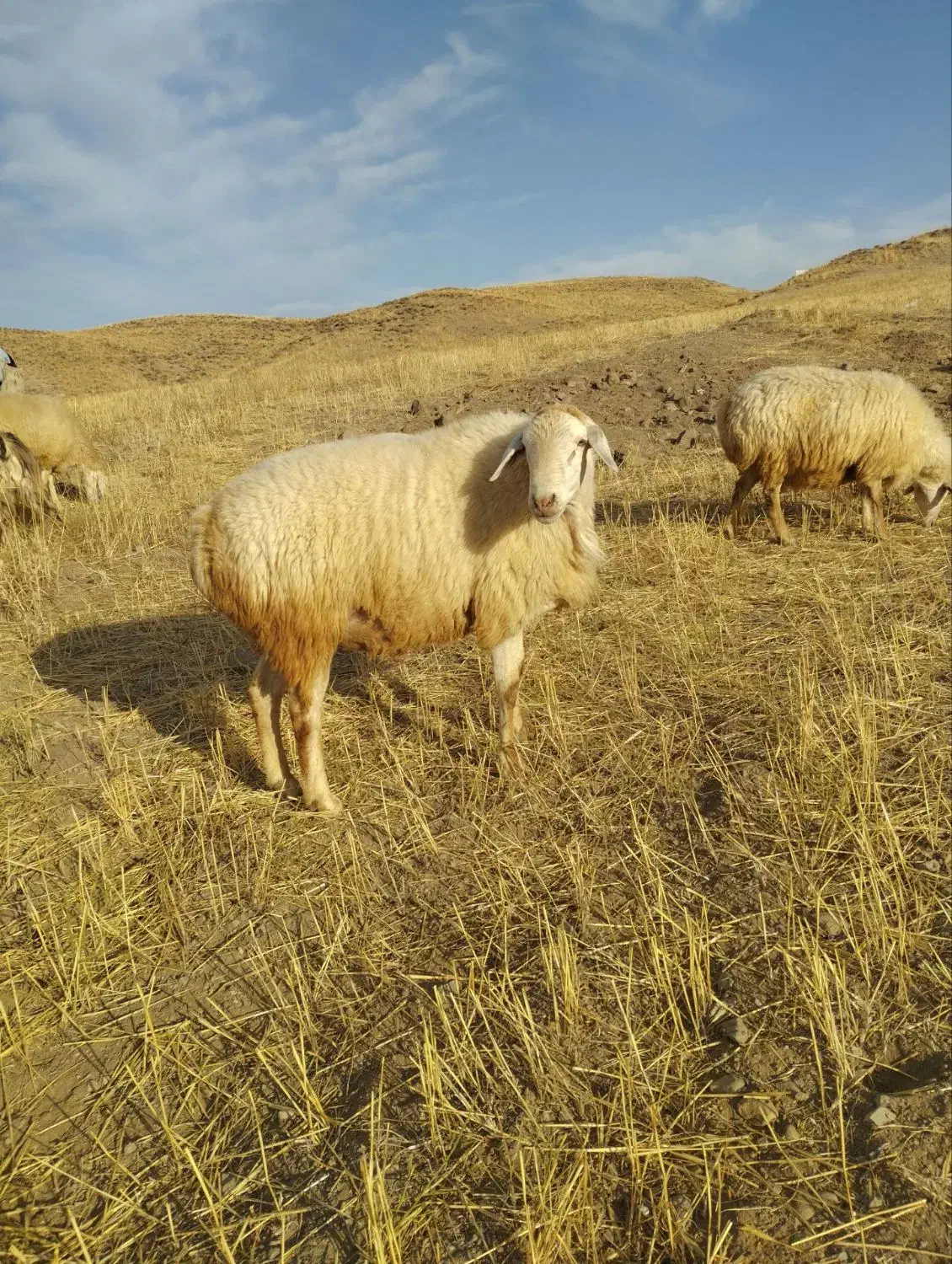 قوچ ناب فومن|حیوانات مزرعه|ارشق, |دیوار