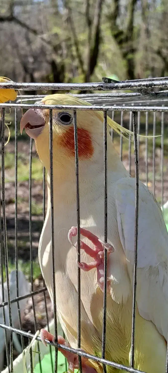 عروس جفت|پرنده|رشت, کوی مهر|دیوار