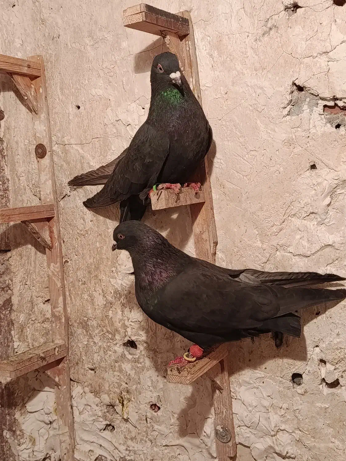 زاغ بمی|پرنده|کرمان, |دیوار