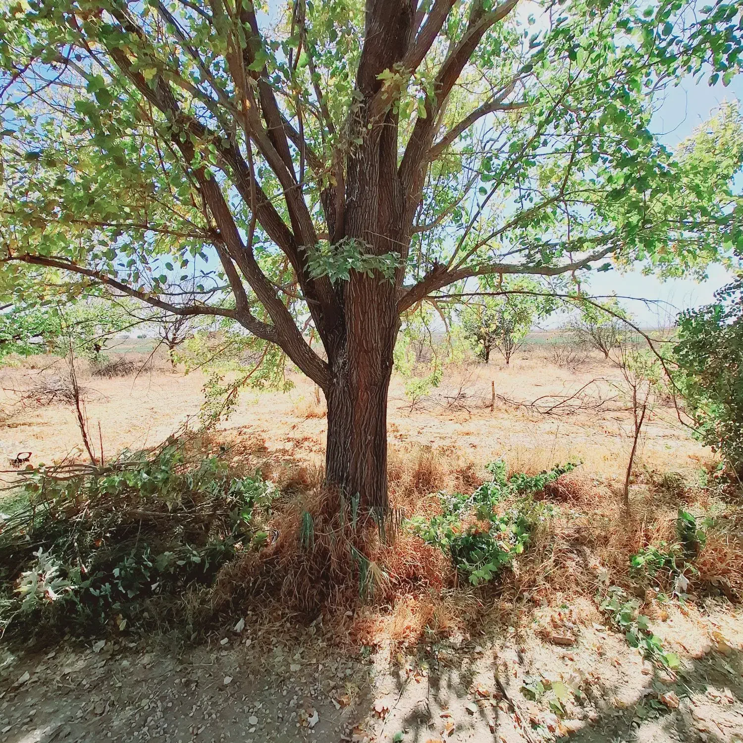 خریده چوبه قلمستان و همه جور چوبی|خدمات باغبانی و درختکاری|فرمهین, |دیوار