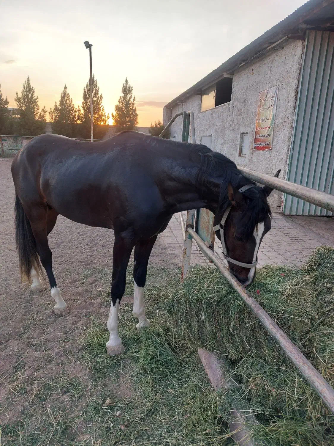 اسب یه سر خارجی|اسب و تجهیزات اسب‌سواری|بوئین زهرا, |دیوار