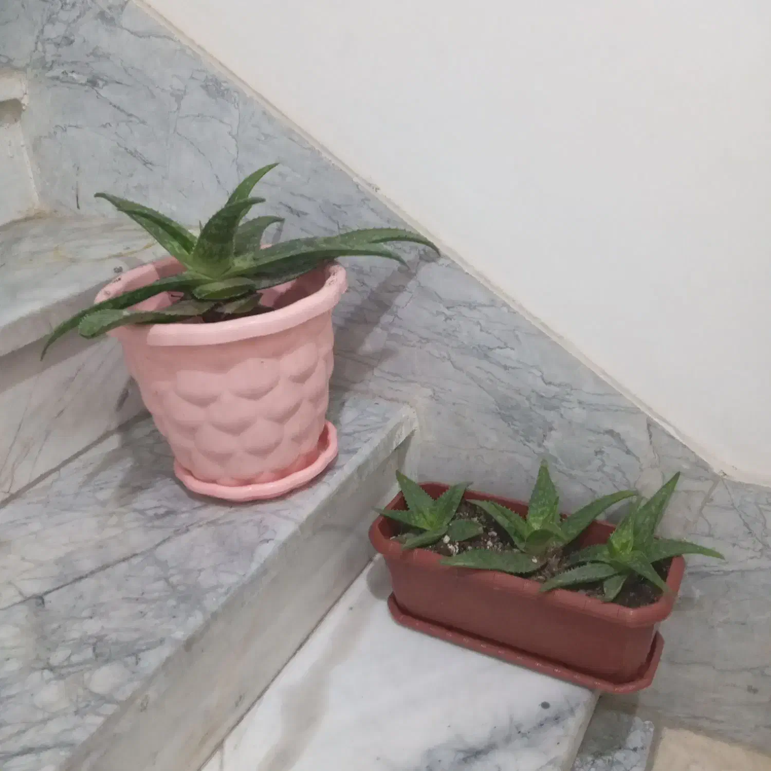 گل آلوئه ورا|گل و گیاه طبیعی|قدس, شهرقدس|دیوار