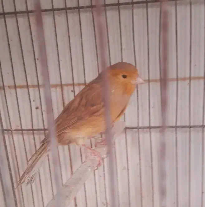 قناری و سهره سروستان|پرنده|سروستان, |دیوار