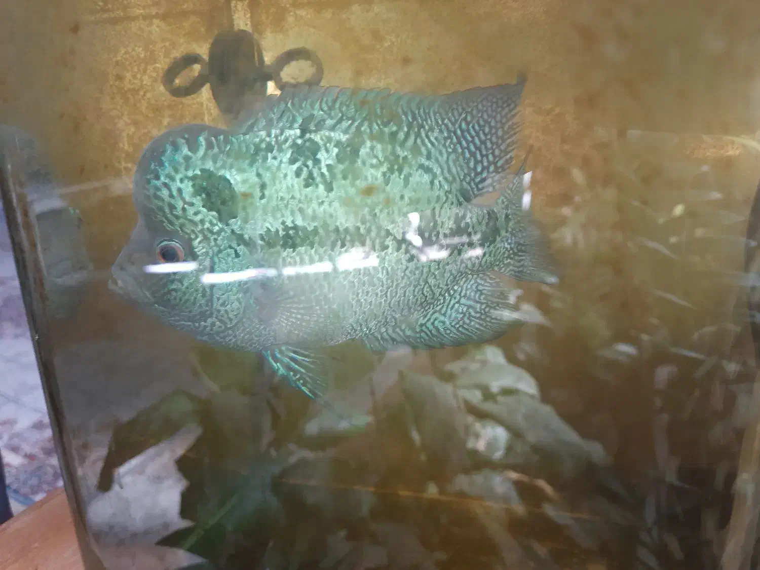 ماهی فلاور هورن و پرت|ماهی|تبریز, |دیوار