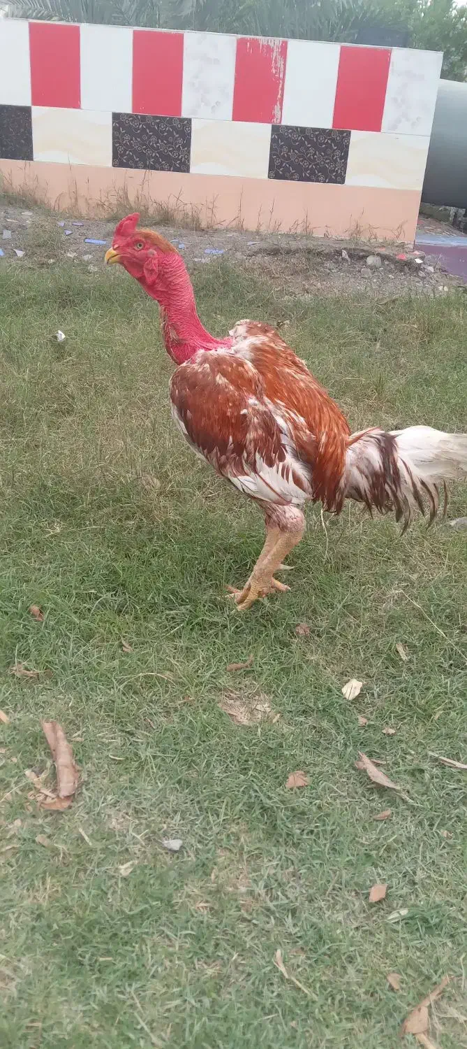 خروس|حیوانات مزرعه|میناب, |دیوار