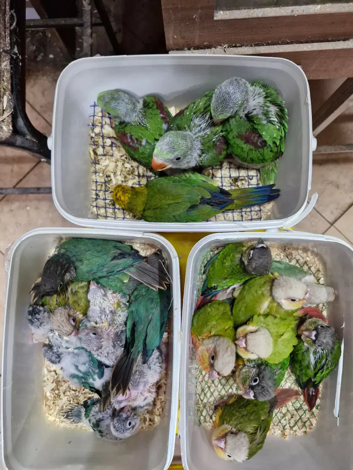 انواع نژادهای گرینچک سرلاکی تا مولد برد شاپ شاپرک|پرنده|اصفهان, حسینآباد|دیوار