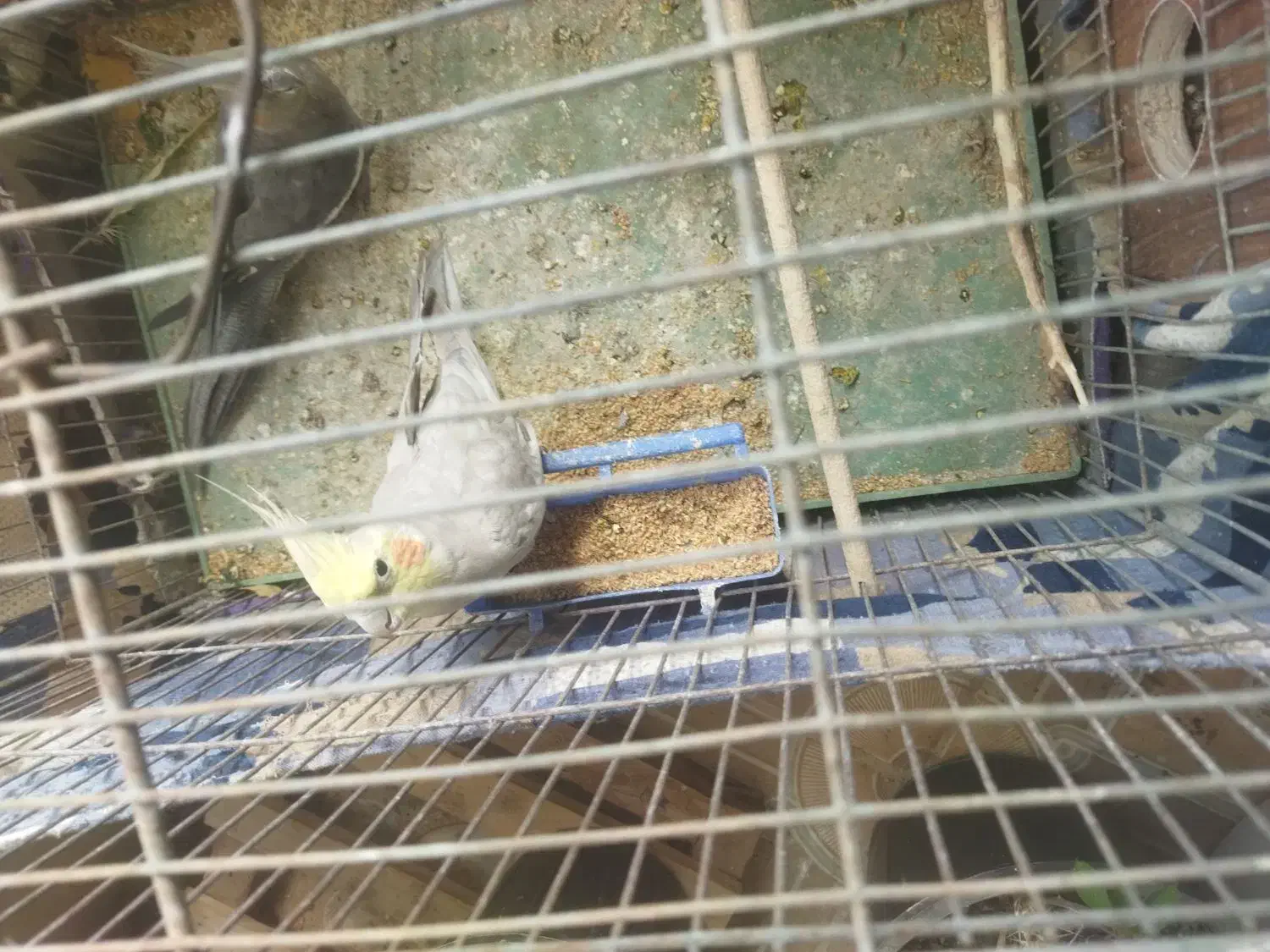 عروس هلندی معامله باسهره|پرنده|بافت, |دیوار