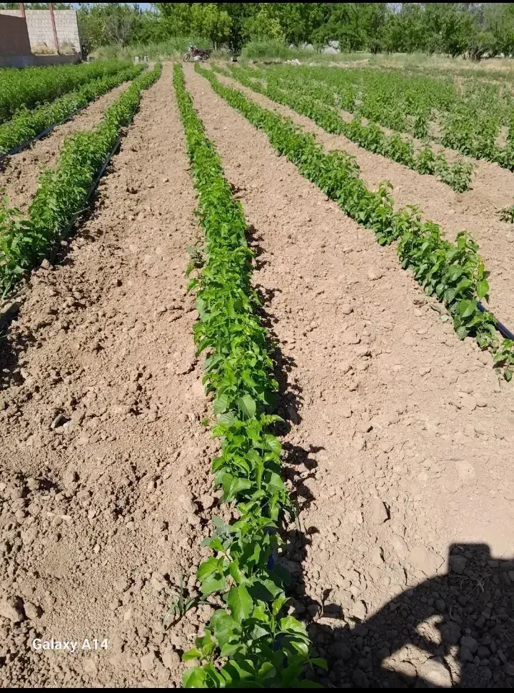 نهال بادام سنگی محلی|حراج|مراغه, |دیوار