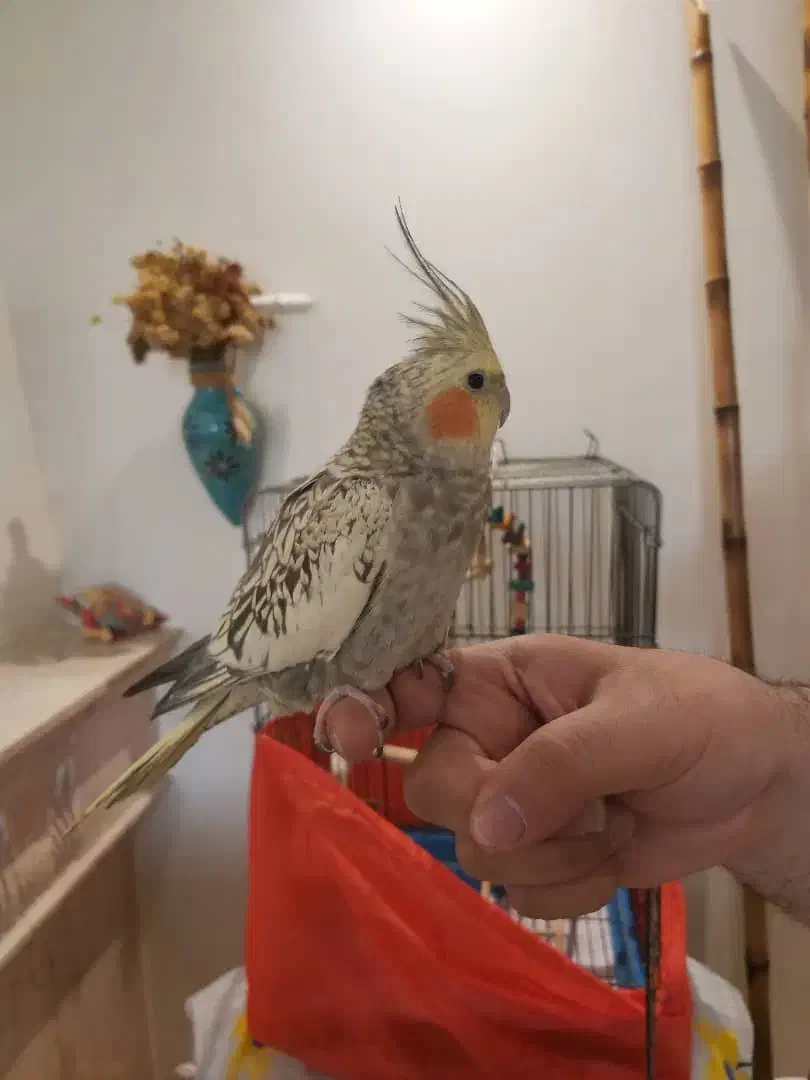 عروس هلندی|پرنده|تهران, بنی‌هاشم|دیوار