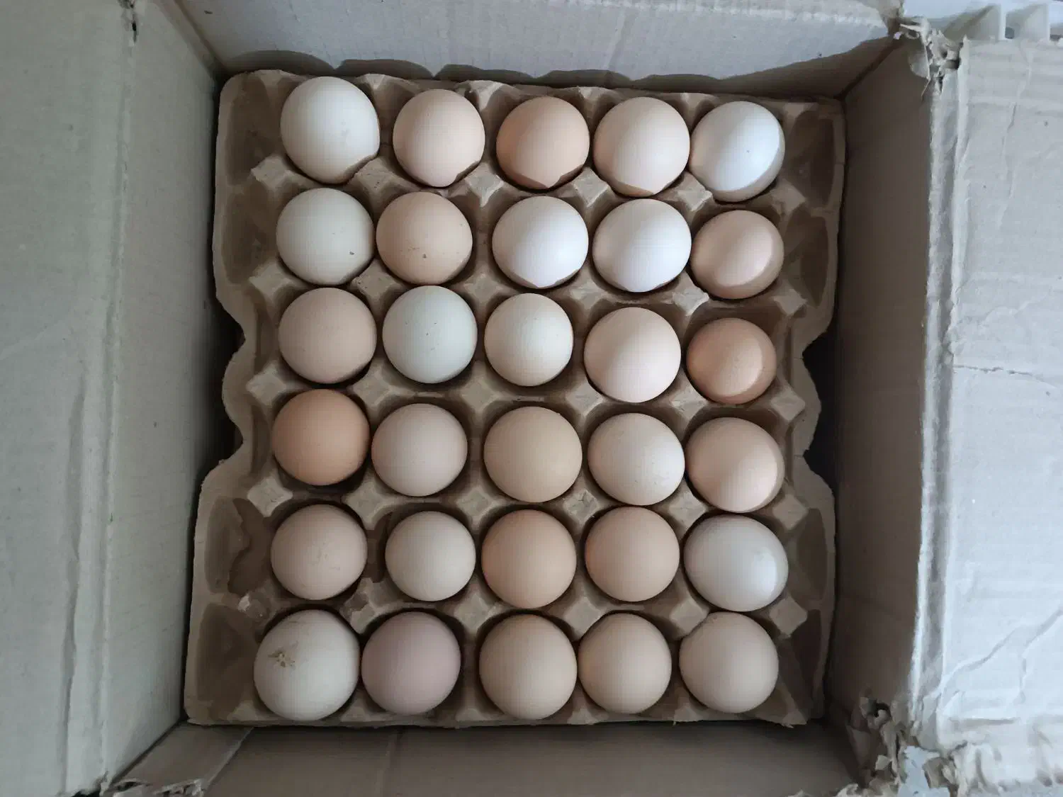 تخم مرغ محلی|خوردنی و آشامیدنی|مشهد, تربیت (صدف)|دیوار