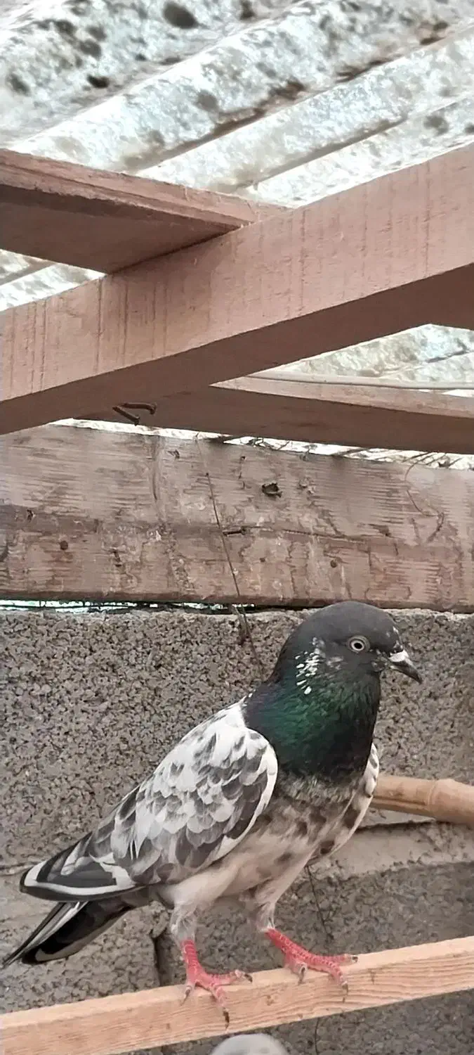 باسلام تعداد کبوتر پرشی|پرنده|رودبنه, |دیوار