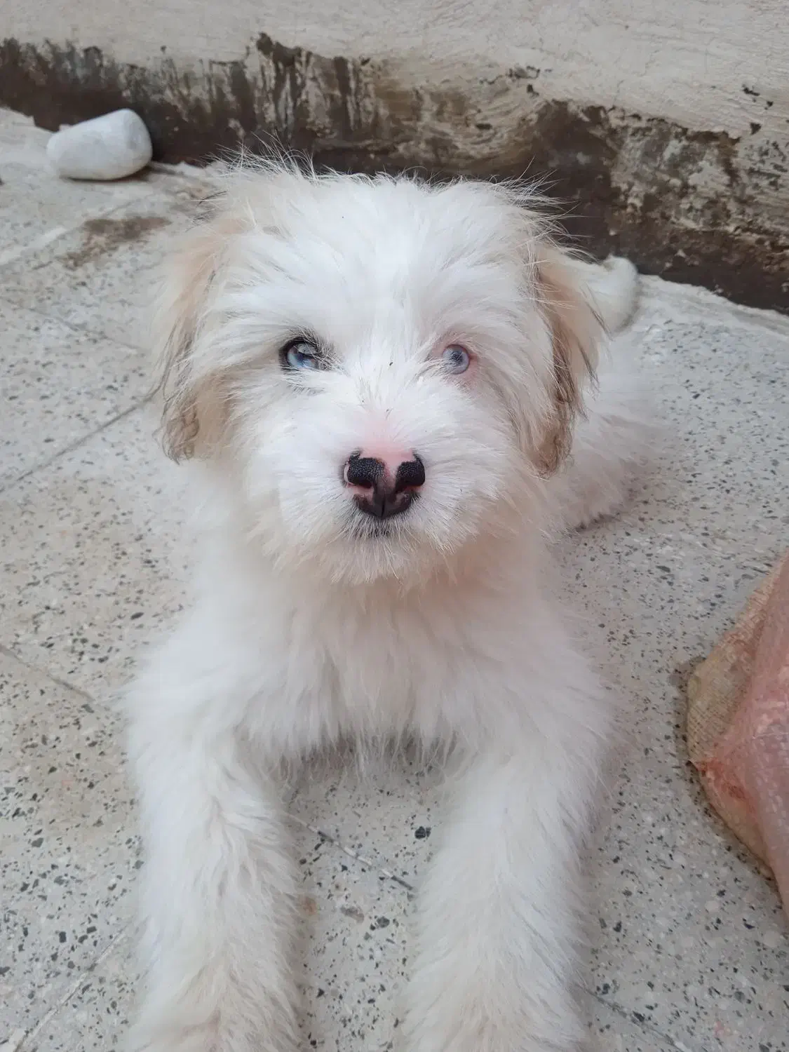 واگذاری سگ|سگ|مشهد, انقلاب|دیوار