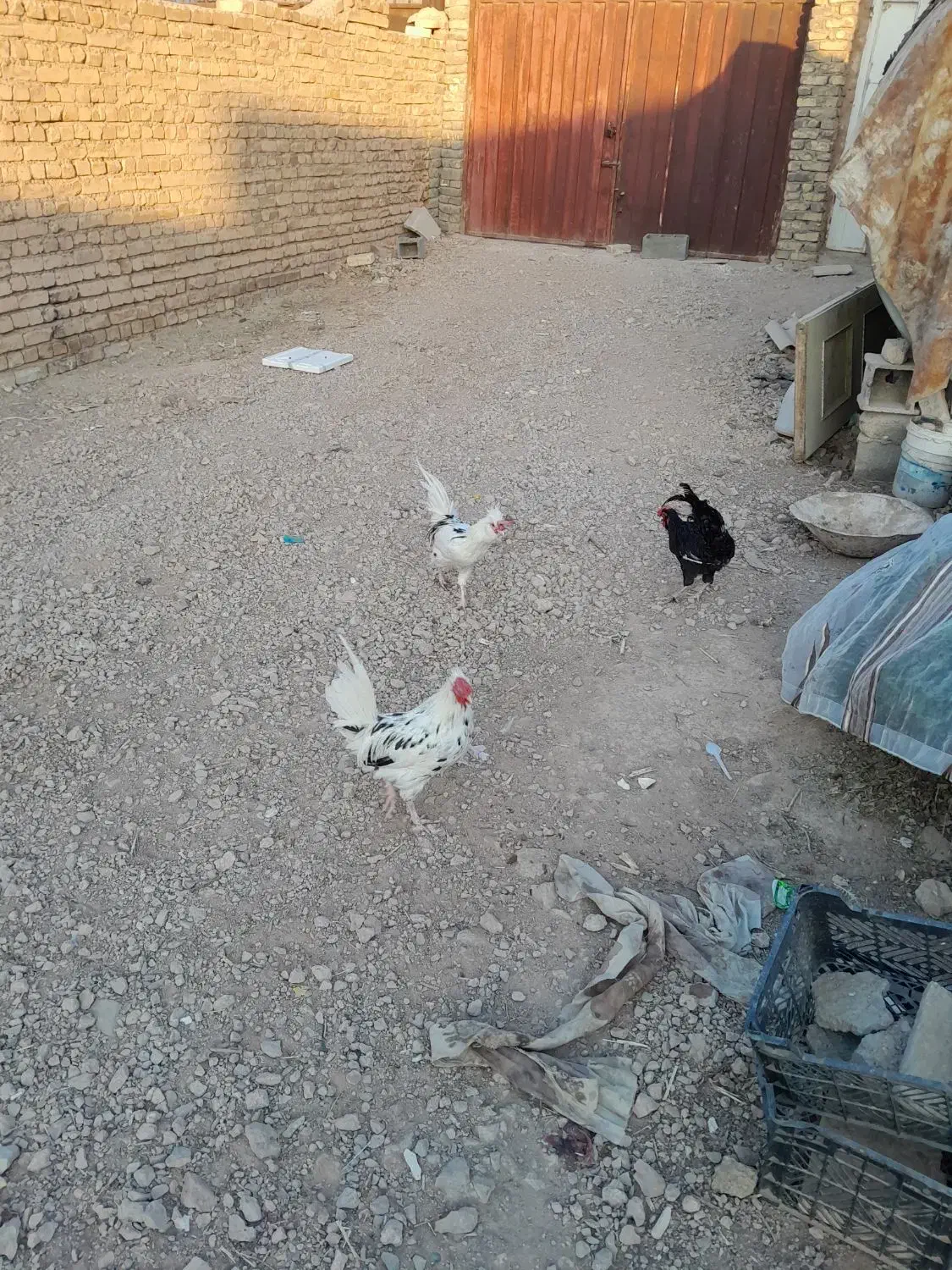 مرغ و جوجه و خروس گلین|حیوانات مزرعه|اصفهان, درب سیبه علیا|دیوار