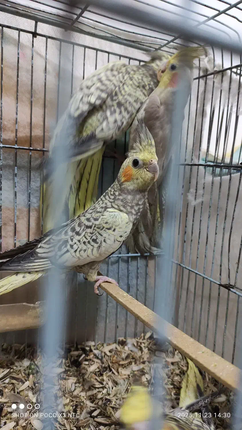 عروس هلندی|پرنده|آزادشهر, |دیوار