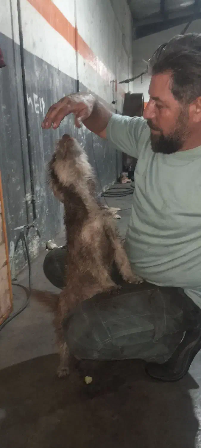 سگ خونگی بازیگوش|سگ|زنجان, |دیوار