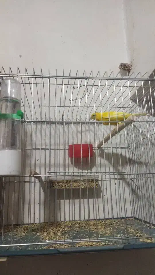 تعداد ی قناری نرو ماده|پرنده|بوشهر, |دیوار