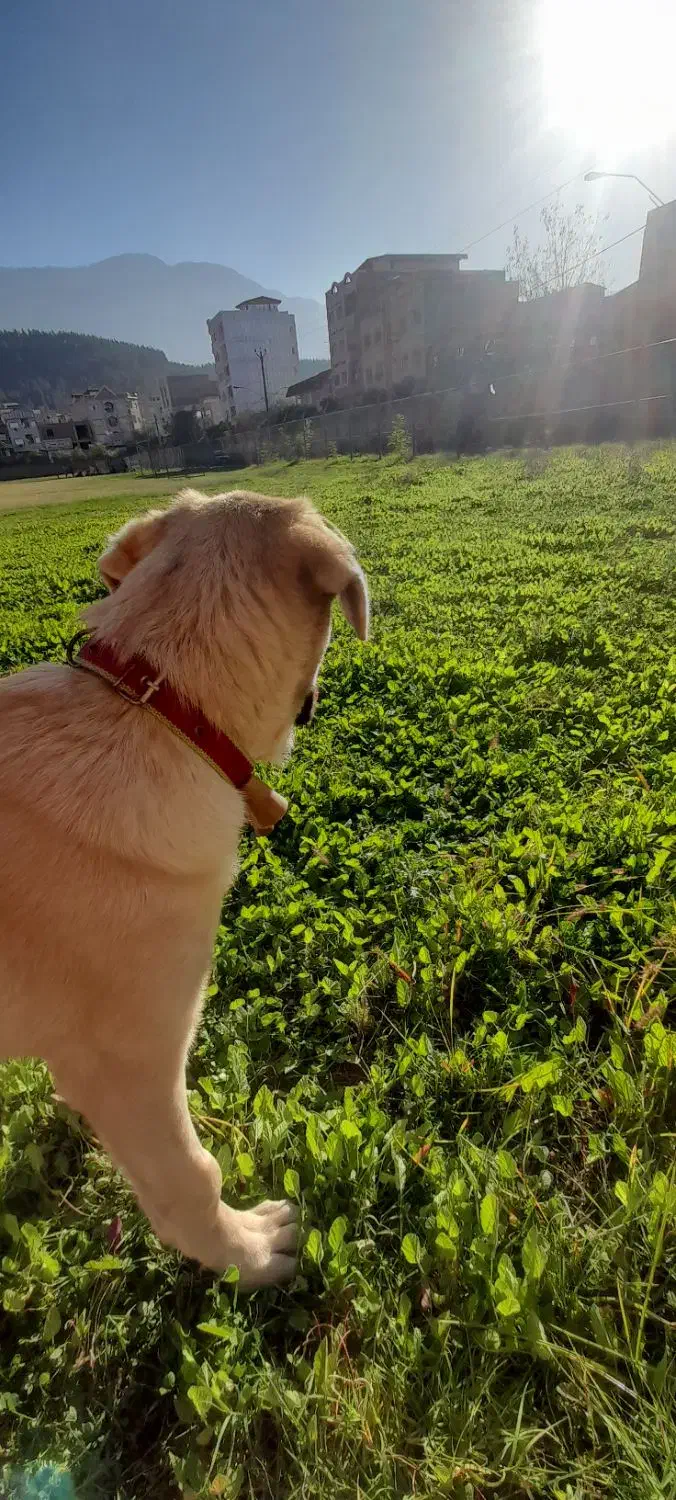 سگ کردی|سگ|علی‌آباد کتول, |دیوار