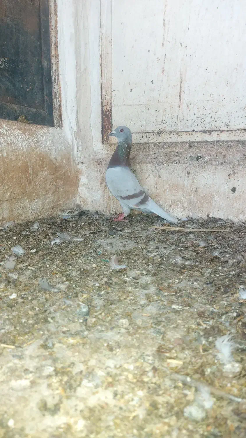 کبوتر رنگی ماده پیازی|پرنده|برازجان, |دیوار