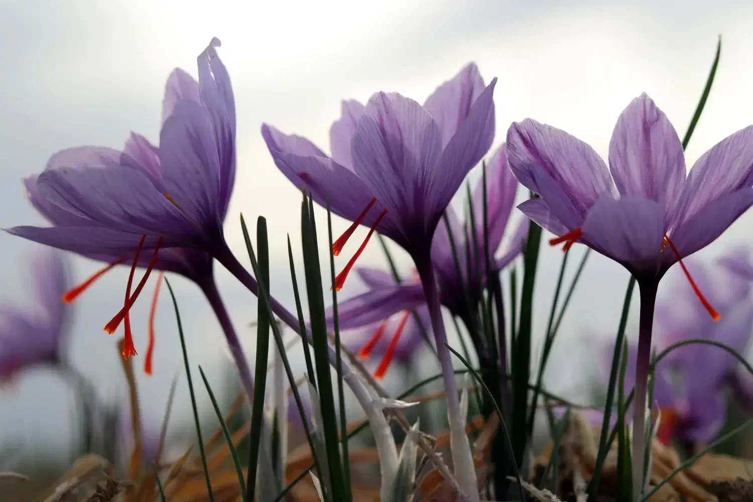 کارگر برای جمع کردن زعفران|استخدام صنعتی، فنی، مهندسی|نیشابور, دربقاضی|دیوار