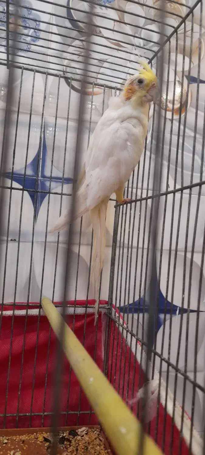 عروس هلندی نر زعفرانی سر حال بازی کوش|پرنده|عجب شیر, |دیوار