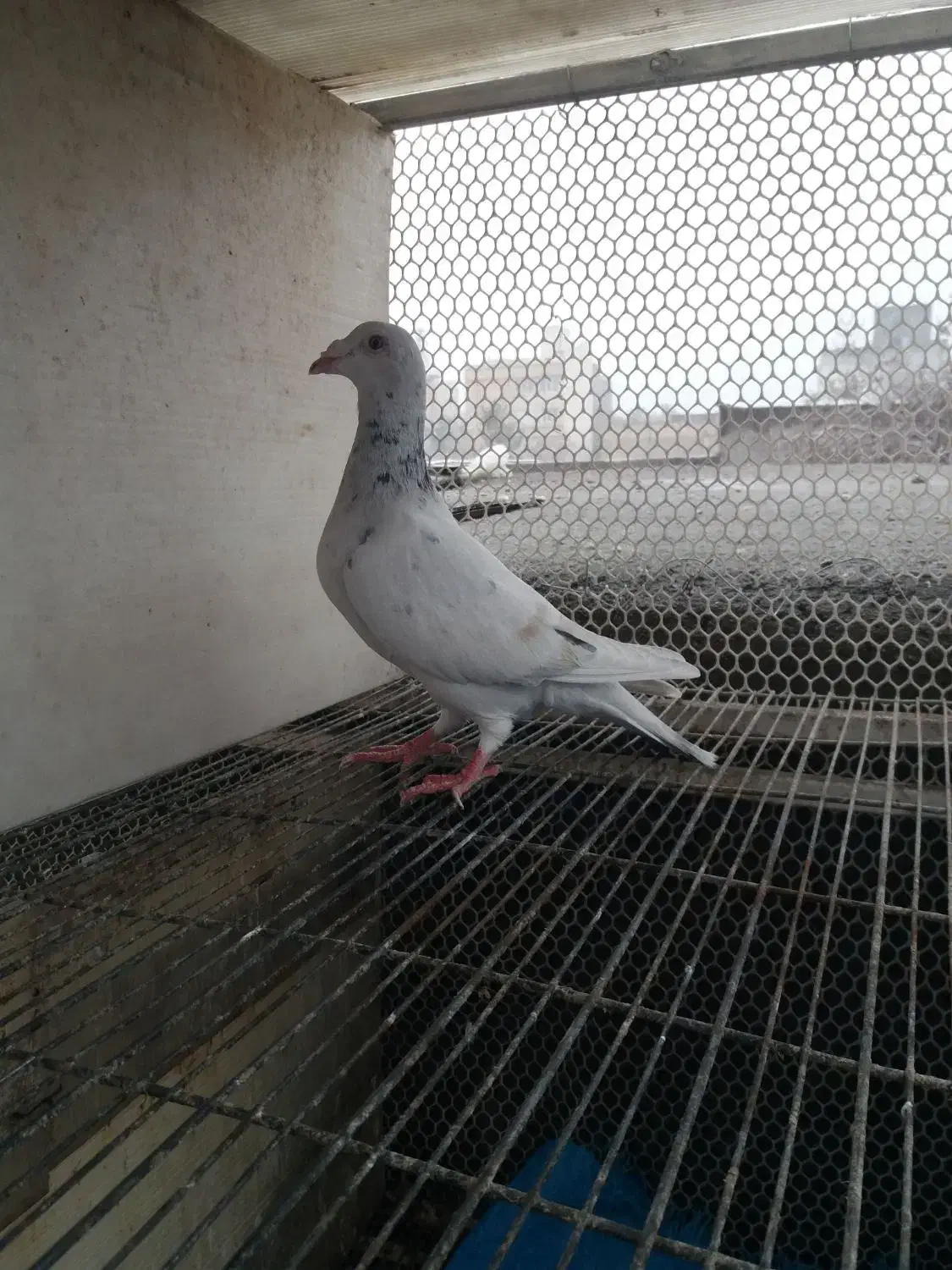 سار ماده و دم سیاه ماده و کلاغ|پرنده|مشهد, کارمندان دوم|دیوار