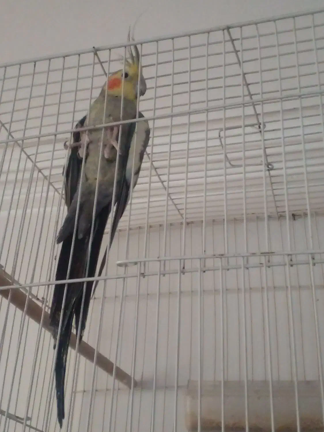 طوطی عروس فروشی|پرنده|خوش‌رودپی, |دیوار