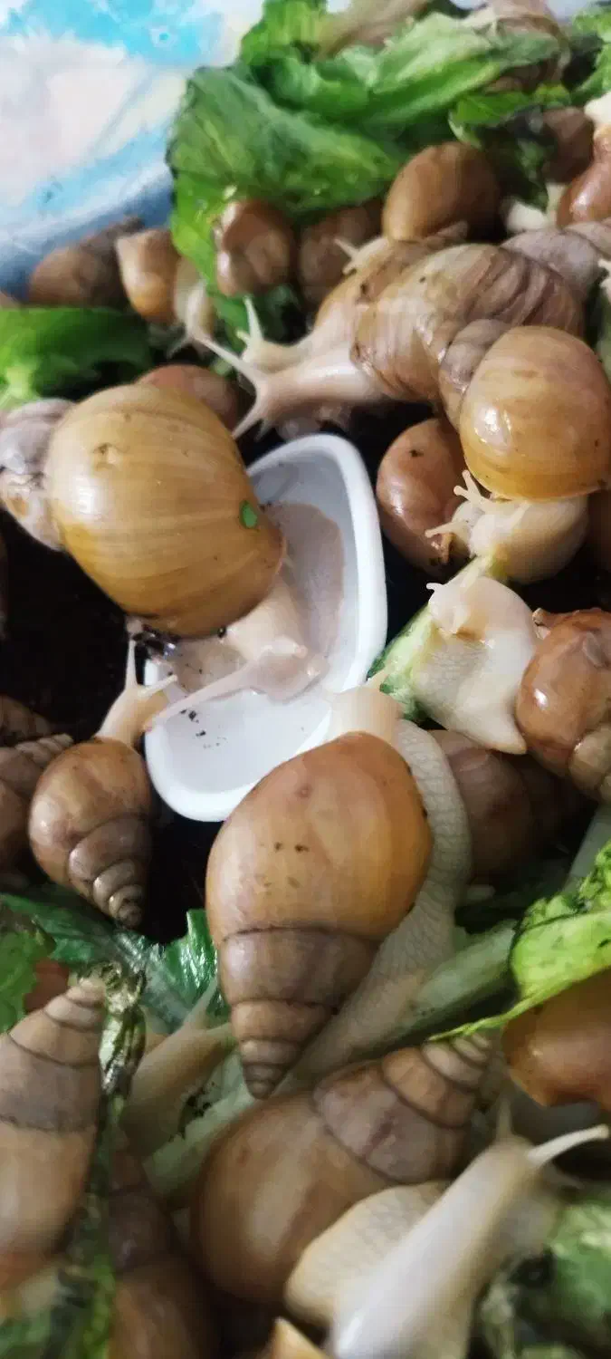 حلزون اچاتینا|خزنده|سیرجان, |دیوار