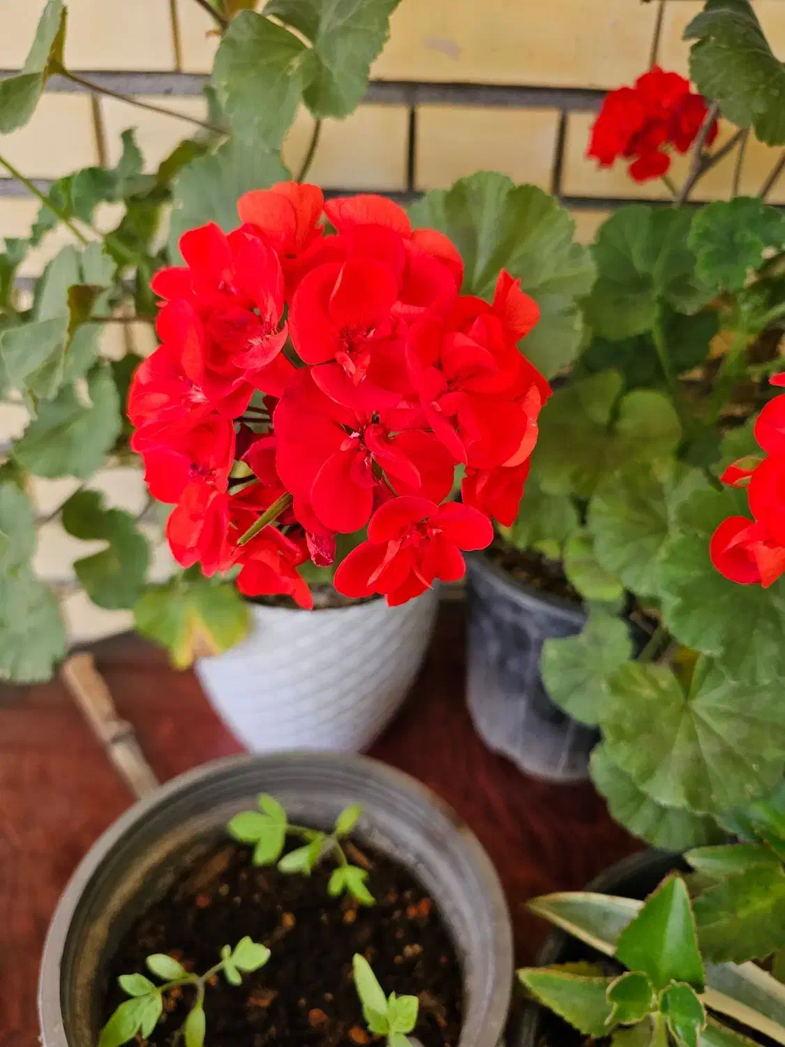 فروش خانه ویلایی وسوله|فروش خانه و ویلا|پارسآباد, |دیوار