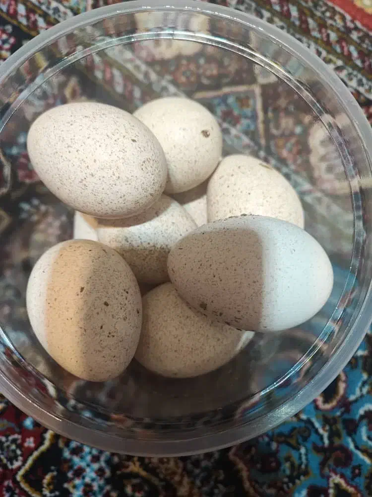 تخم بوقلمون نطفه داربرنز|حیوانات مزرعه|بندر گناوه, |دیوار