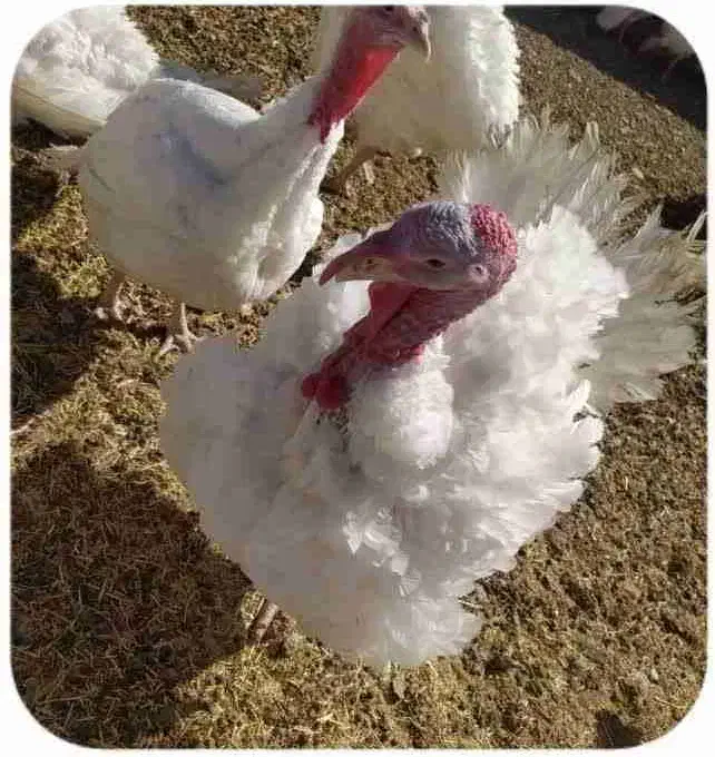 بوقلمون گوشتی|حیوانات مزرعه|خوسف, |دیوار