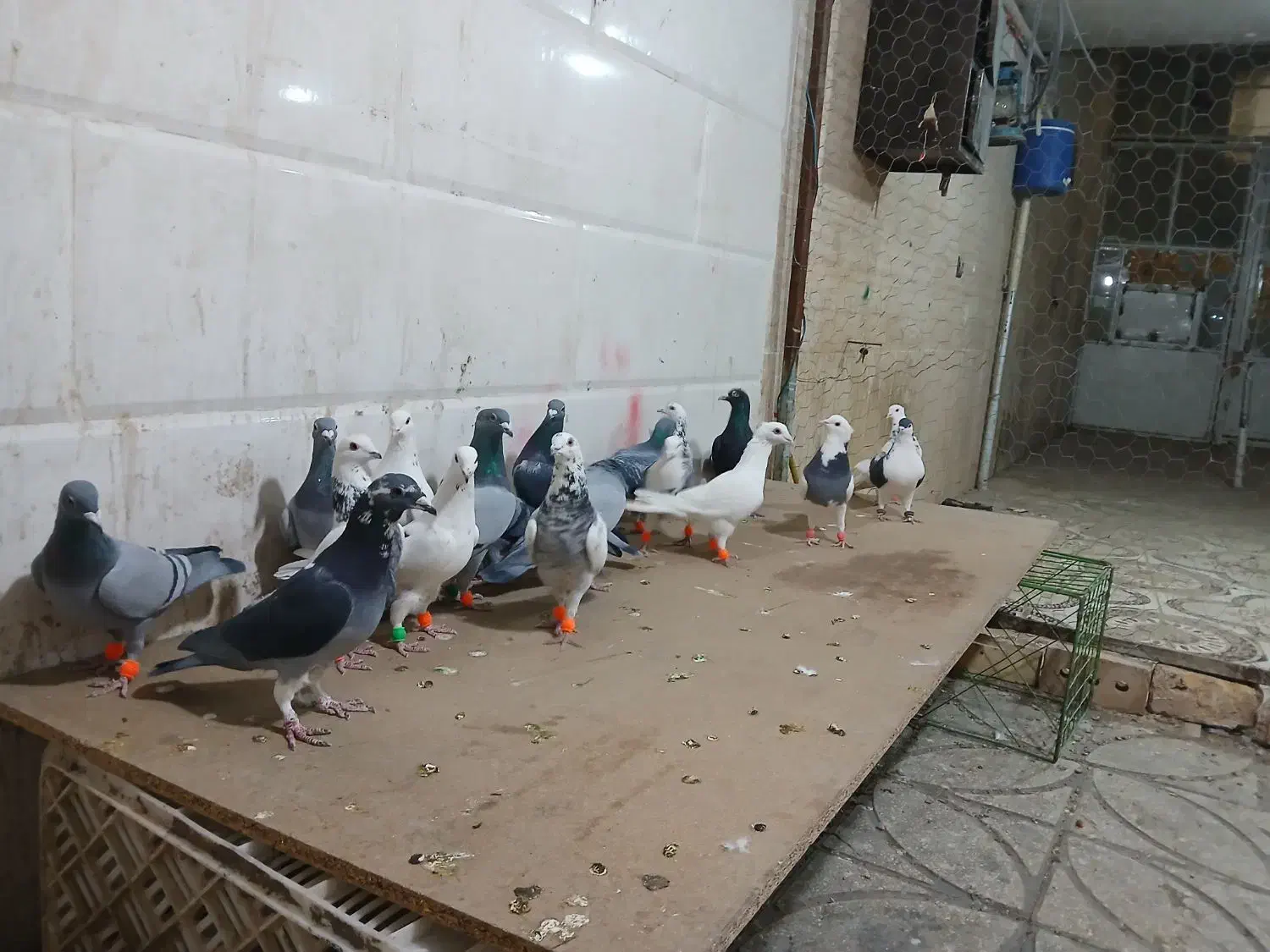 کفتر پرشی|پرنده|خوشاب, |دیوار