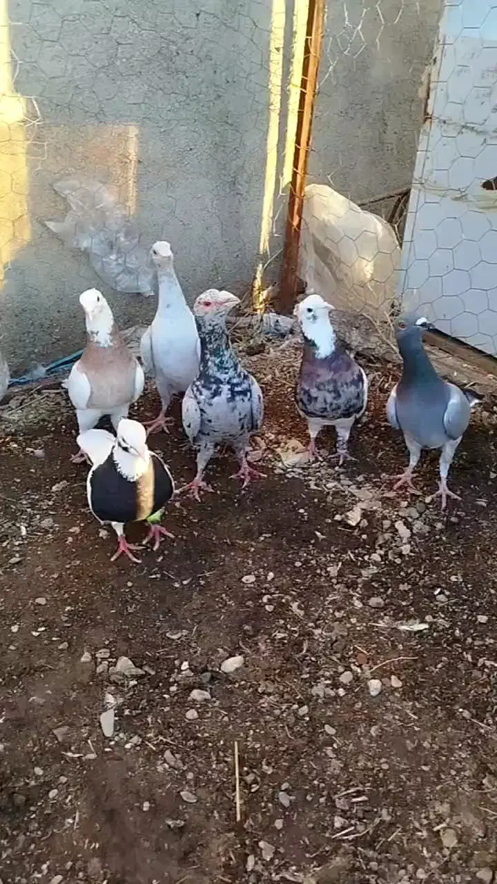 کبوتر هفت رنگ طوقی|پرنده|اسفرورین, |دیوار