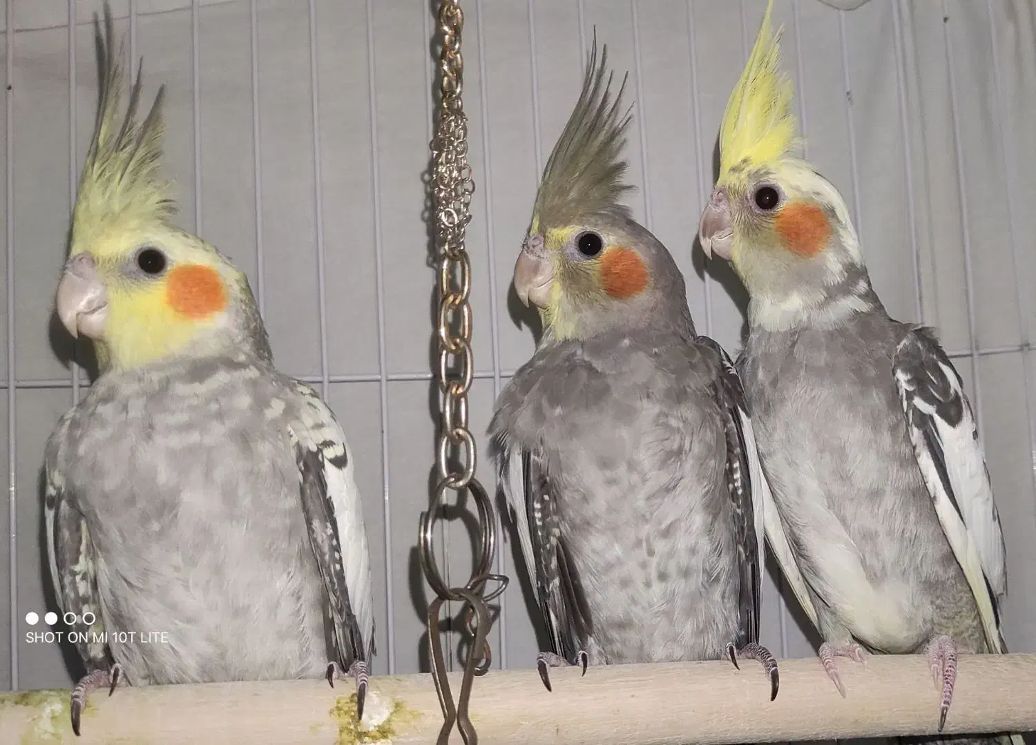 عروس هلندی|پرنده|علی‌آباد کتول, |دیوار