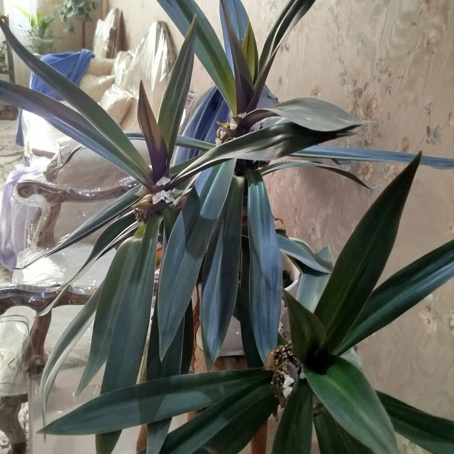 گل آپارتمانی|گل و گیاه طبیعی|کرج, کوی کارمندان جنوبی|دیوار