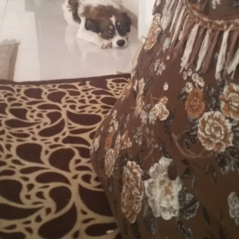 سگ گم شده|حیوانات|دلیجان, |دیوار