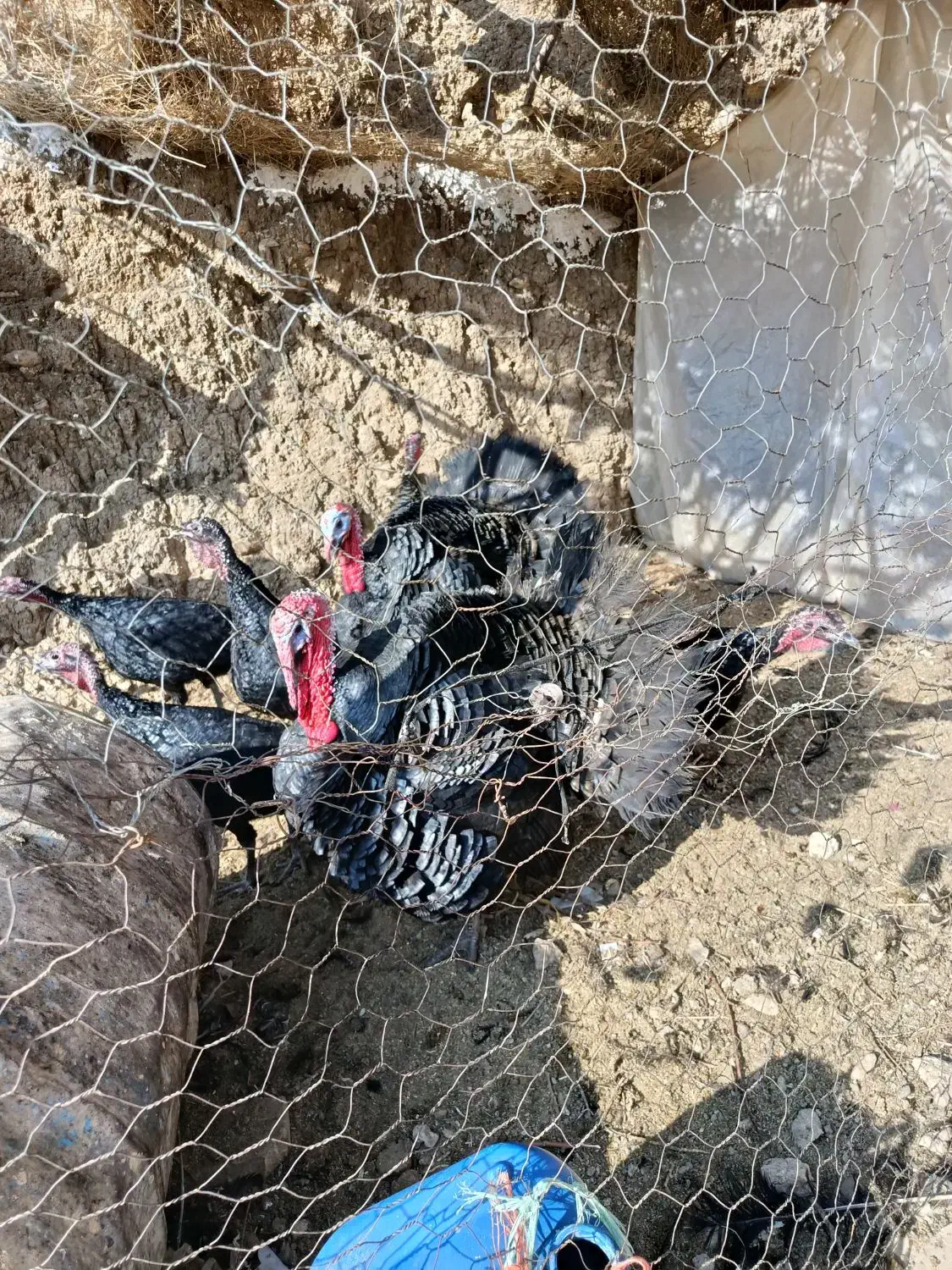 بوقلمون|پرنده|زرین دشت (همدان), |دیوار