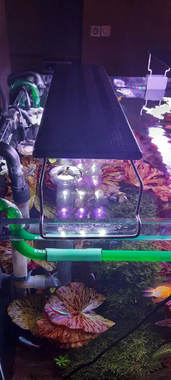 نور آکواریوم گیاهی و آب شیرین کوان لانگ|ماهی|اصفهان, برازنده|دیوار