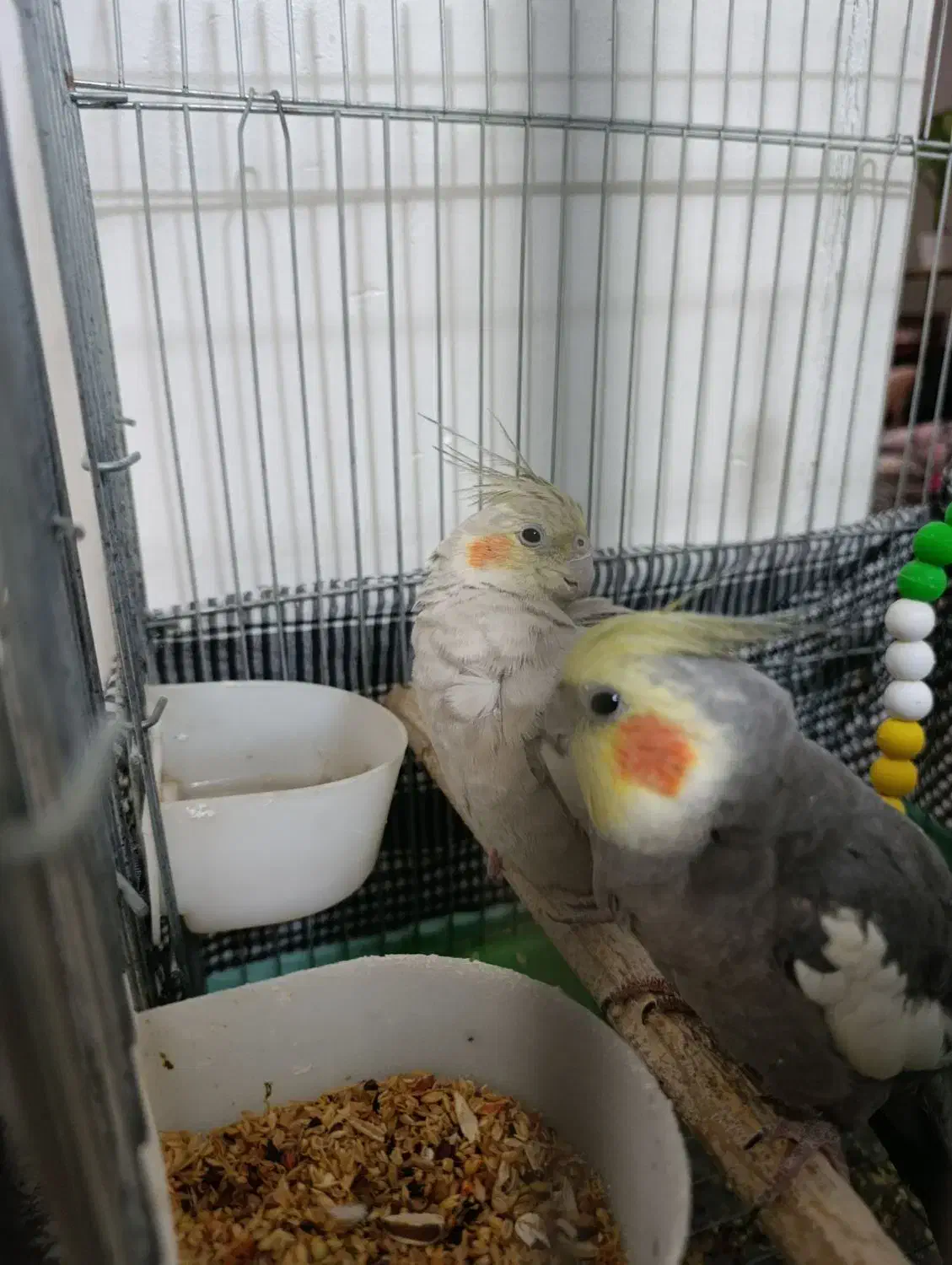 دو عدد عروس هلندی نر و ماده|پرنده|ری, شهید بهشتی|دیوار