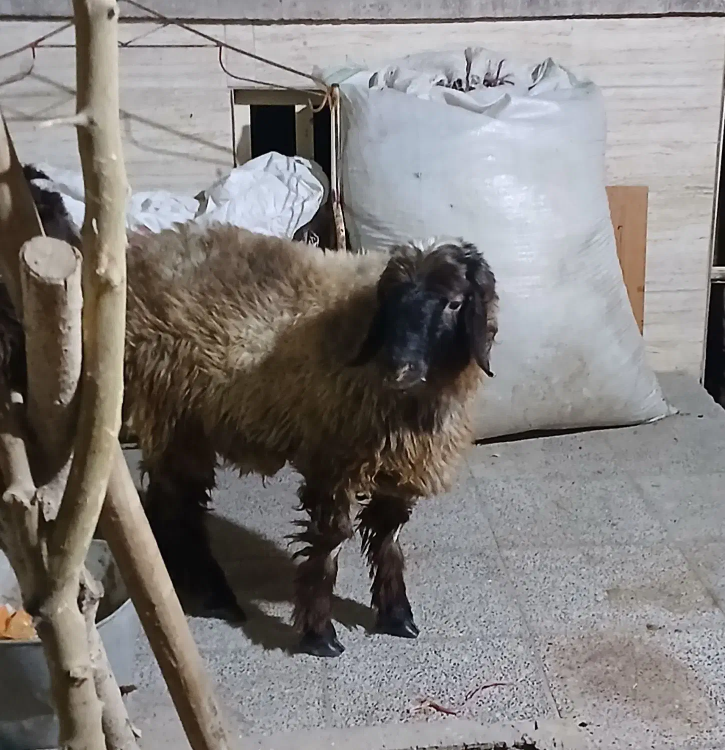 بره ترک فروشی|حیوانات مزرعه|یزد, |دیوار