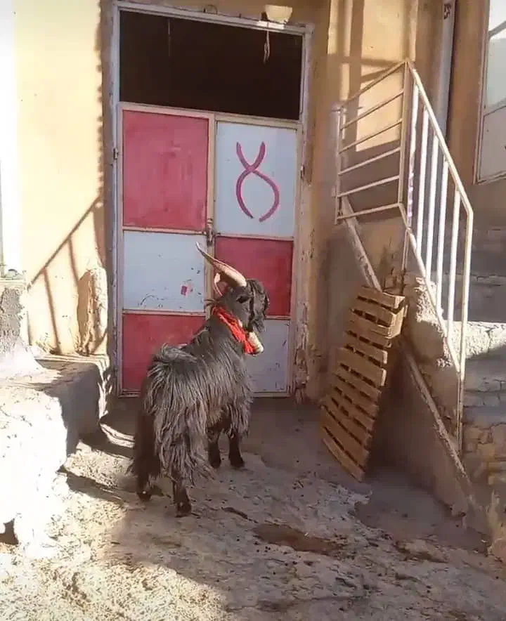 چپش دوبور دبر دوبر بزغاله دبری|حیوانات مزرعه|بن, |دیوار